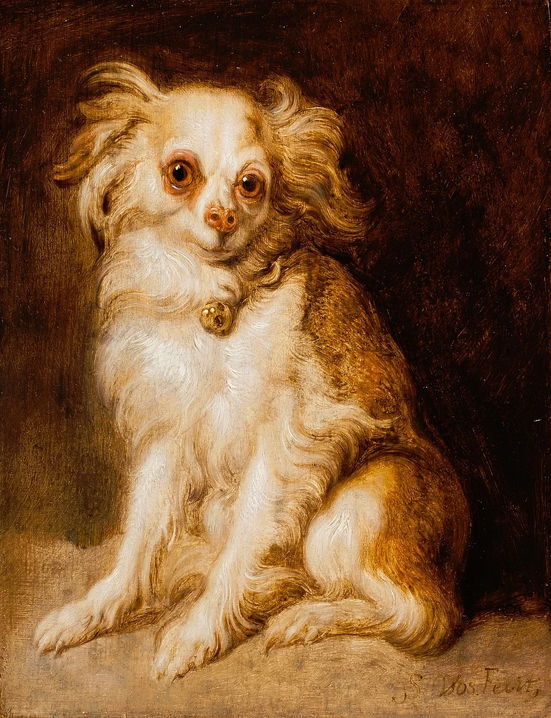 Cavalier King Charles Spaniel